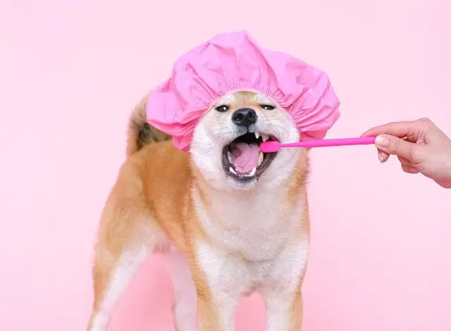 강아지 냄새