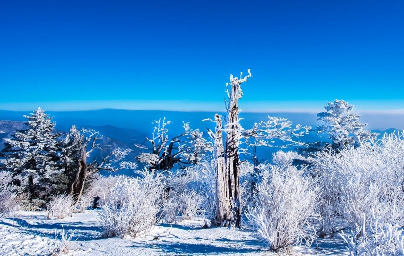 강원도 눈꽃축제 2025