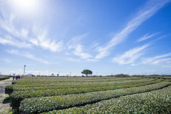제주 오설록 티뮤지엄 관람 팁과 근처 카페 안내_13