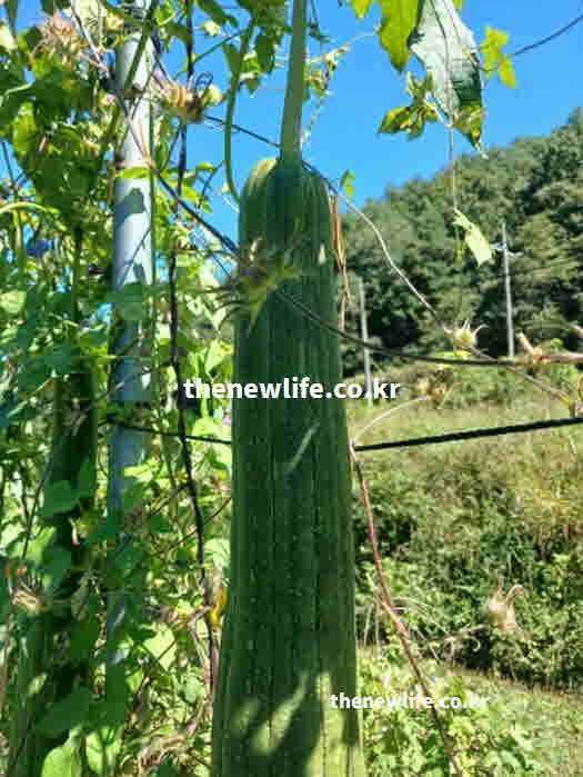 수세미 효능 염증 억제