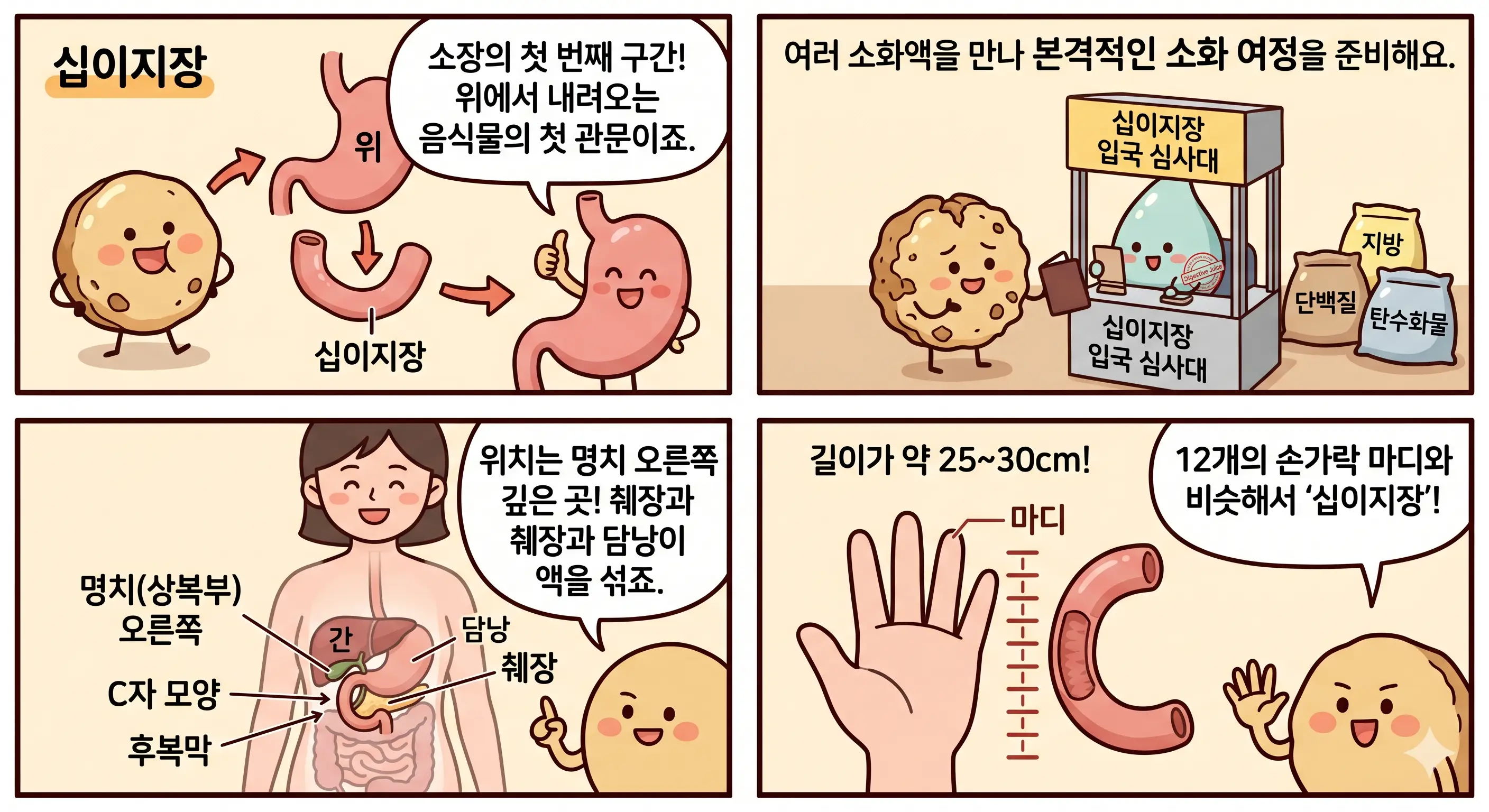 십이지장 위치