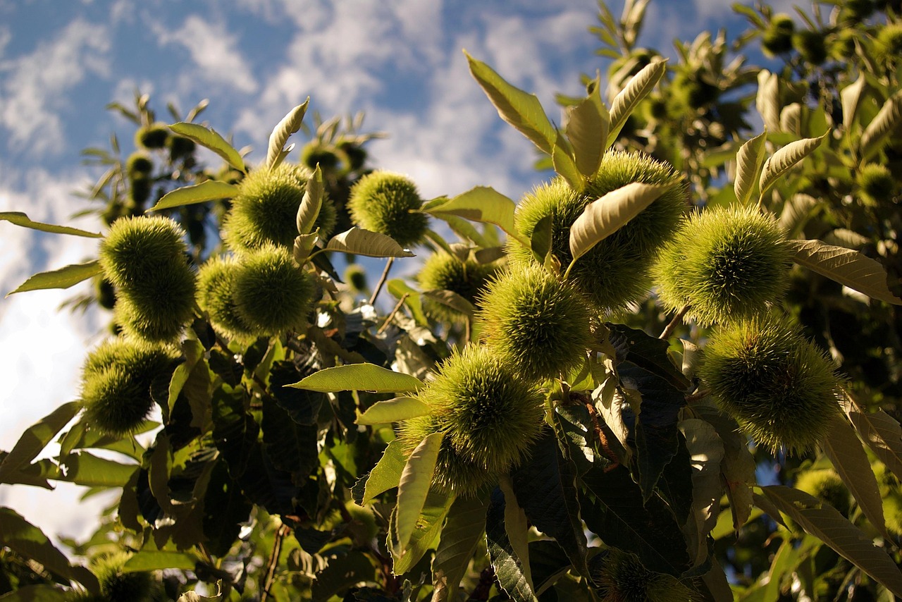 푸른 하늘을 배경으로 한 밤나무 가지에 가시가 있는 녹색 밤송이들이 주렁주렁 달린 모습