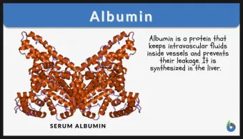 알부민의 효능_22