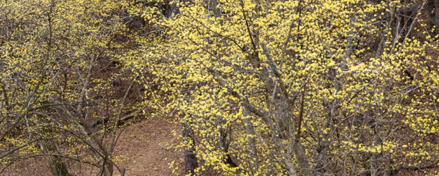 이천 백사마을 산수유 전경