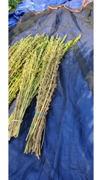 참깨 효능 파종 수확 보관 씻는 법까지 먹는 방법 총정리_11