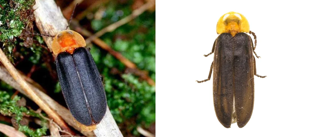 무주 반딧불축제 기본정보&#44; 예약 및 초청가수&#44; 프로그램