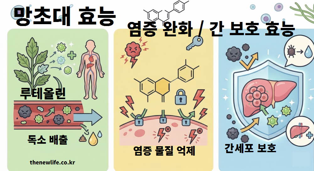 망초대 효능 염증 완화 간 보호