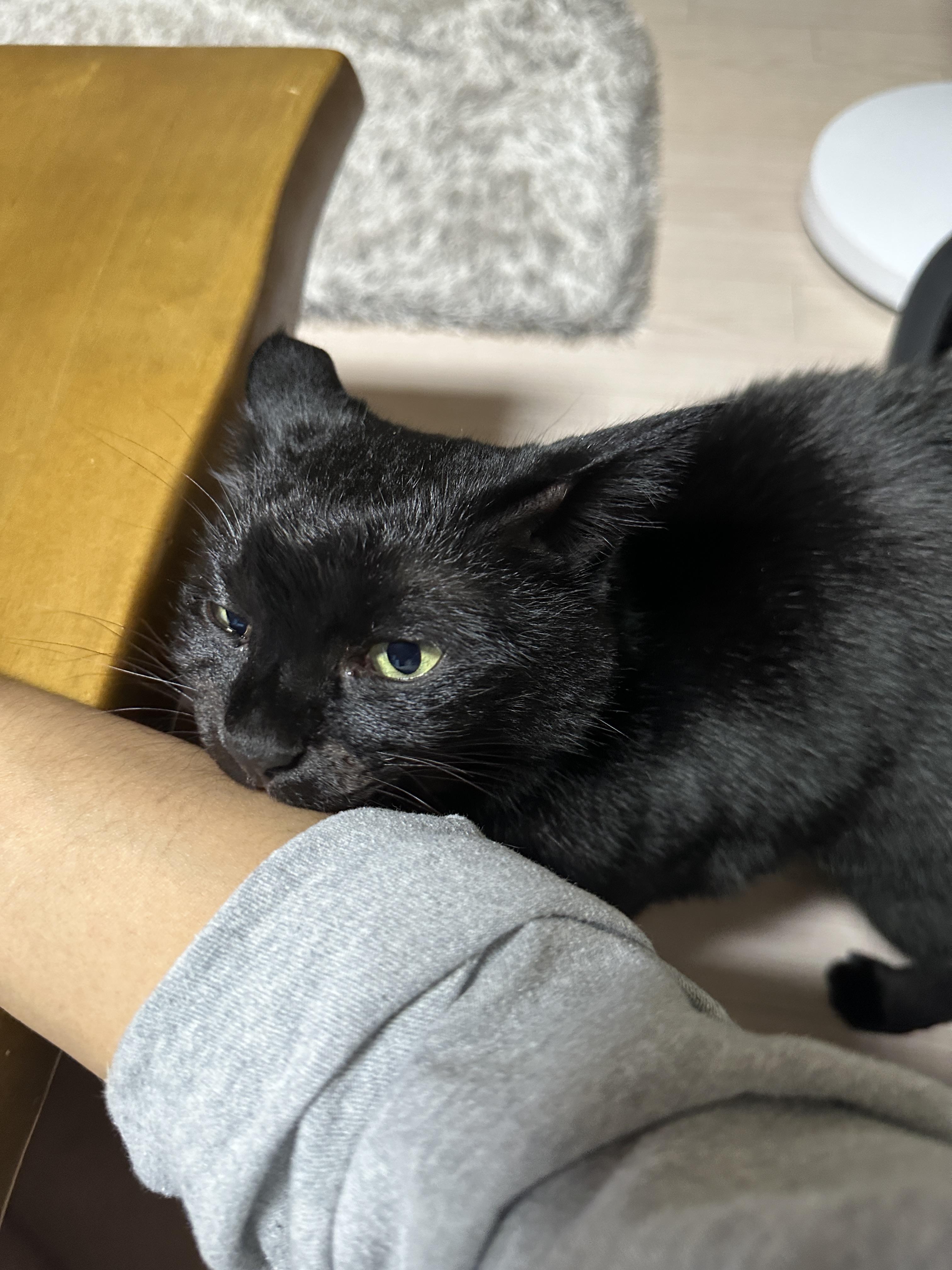 똑똑한 고양이 건이가 엄마한테 관심을 요구하는 방법 (feat. 애교많은 고양이)