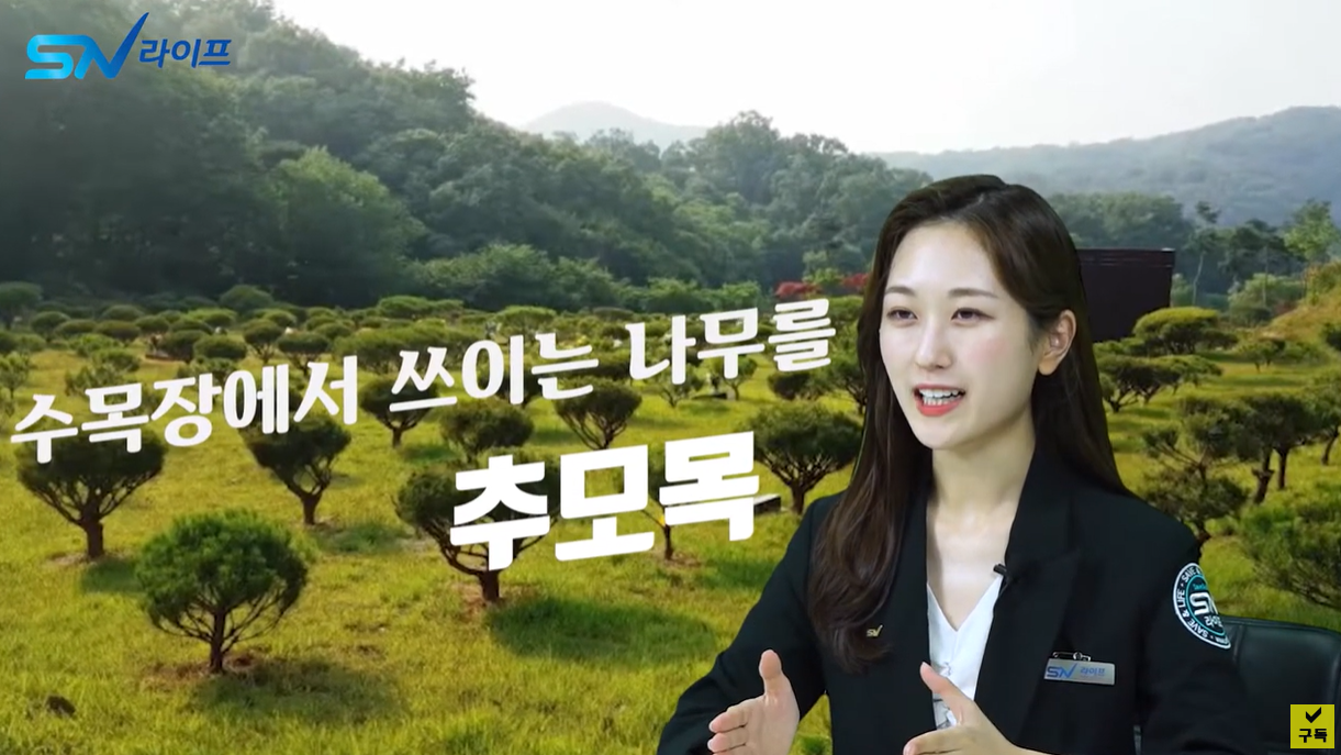 수목장에 쓰이는 나무를 추모목이라고 합니다.