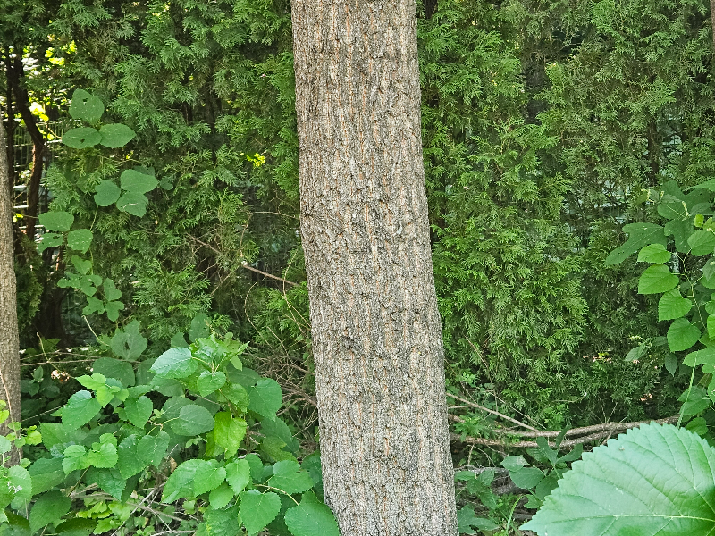 상수리나무 수피2