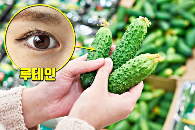 여름 3대 보양채소 오이 꼭지 효능,눈에 좋은 음식,루테인,건강