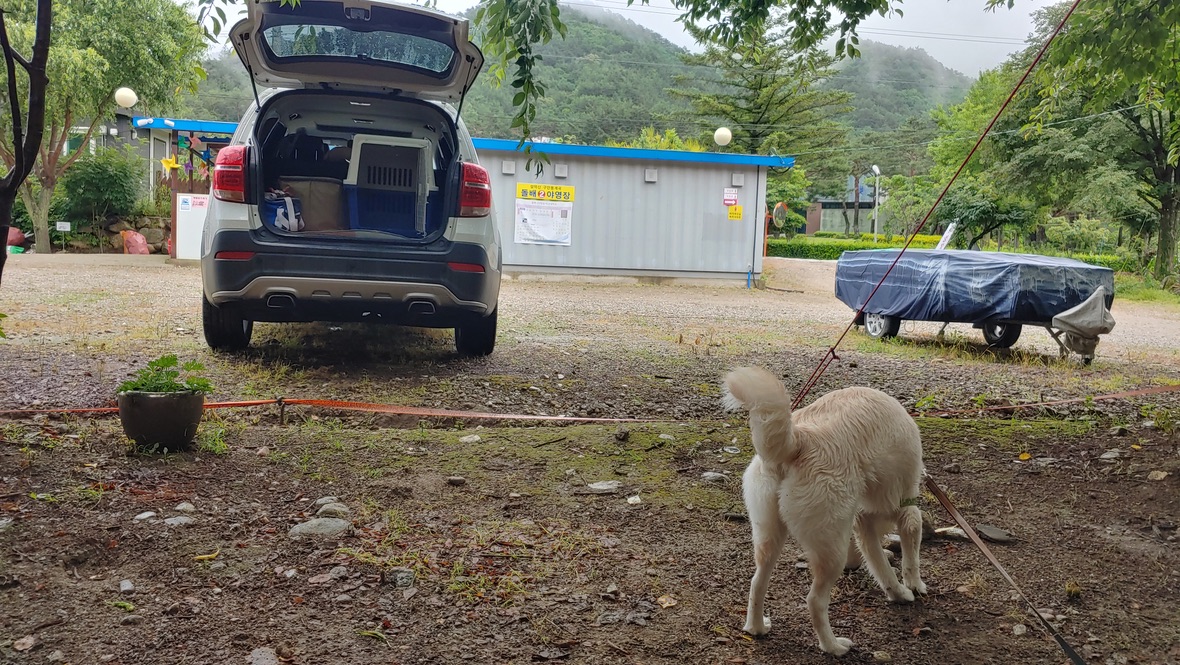야영장에 묶여있는 강아지