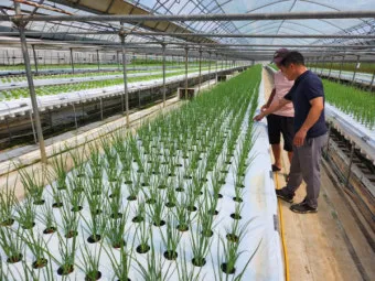 쪽파 재배 분구 관리 유기 자재 활용 친환경 방제_4