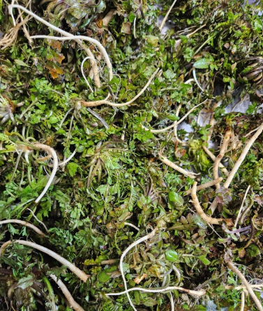 냉이 손질전 이미지