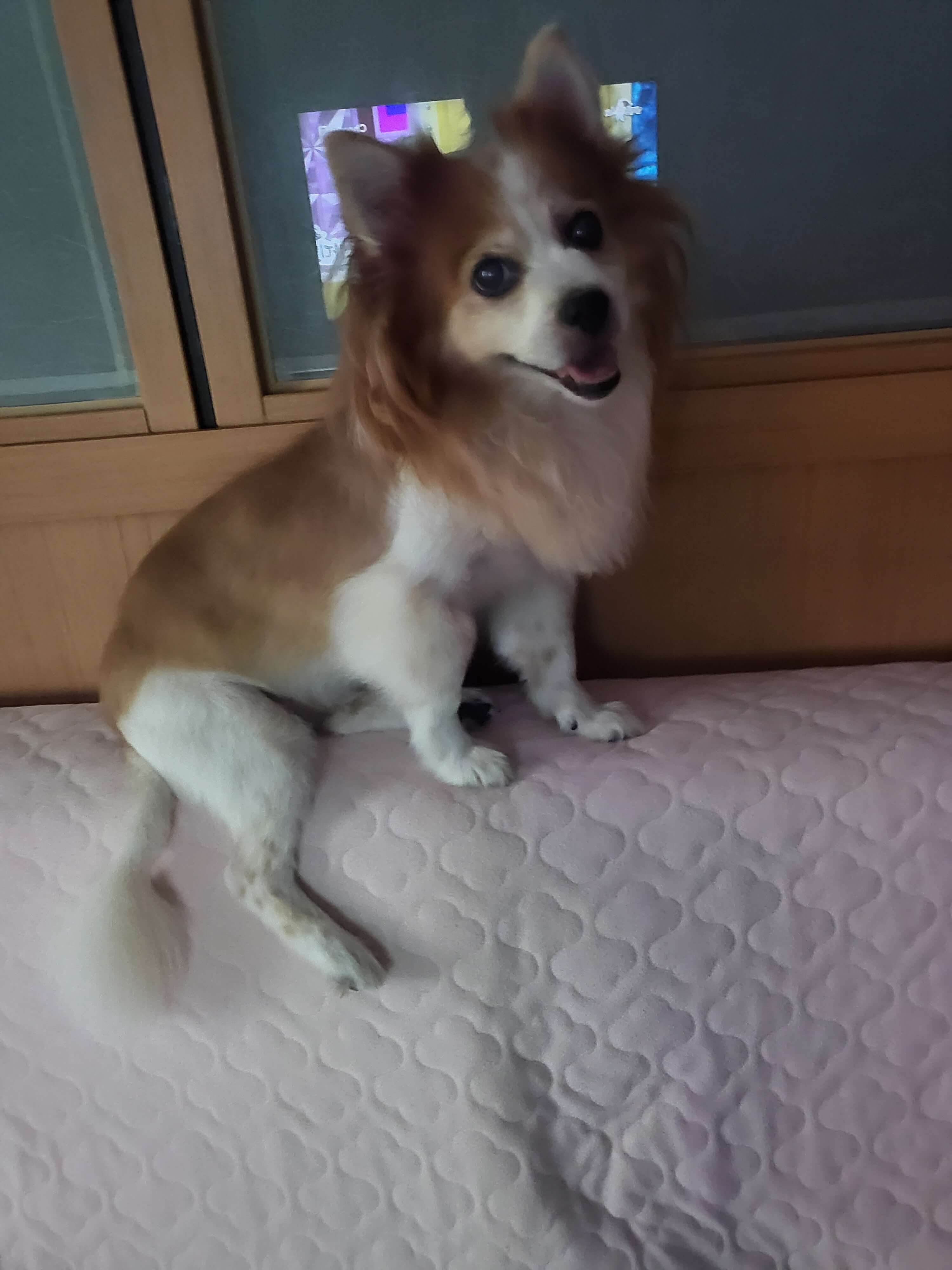 노령견도 운동이 필요할까? 하루 30분 산책보다 중요한 것들