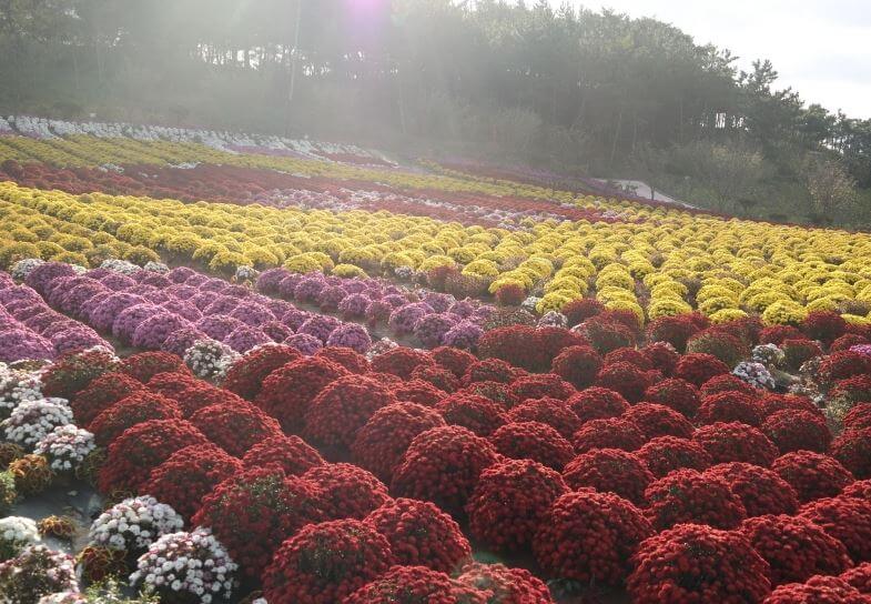 태안가을꽃박람회