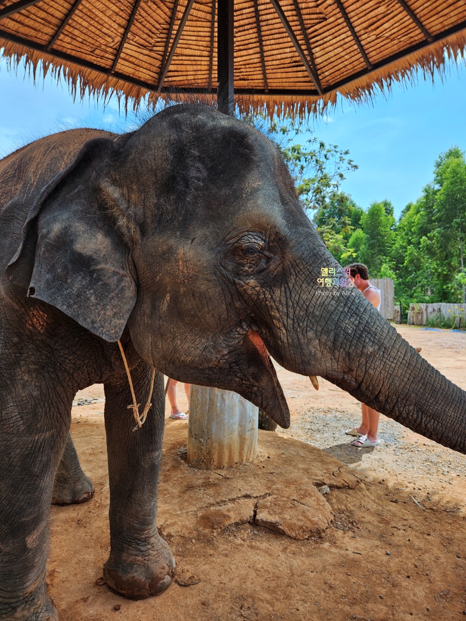푸켓 가볼만한곳, 엘리펀트 정글 생츄어리 코끼리 샤워시키기 밥주기 후기