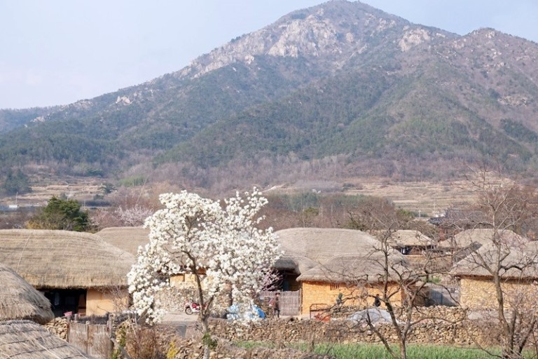 순천 낙안읍성의 봄