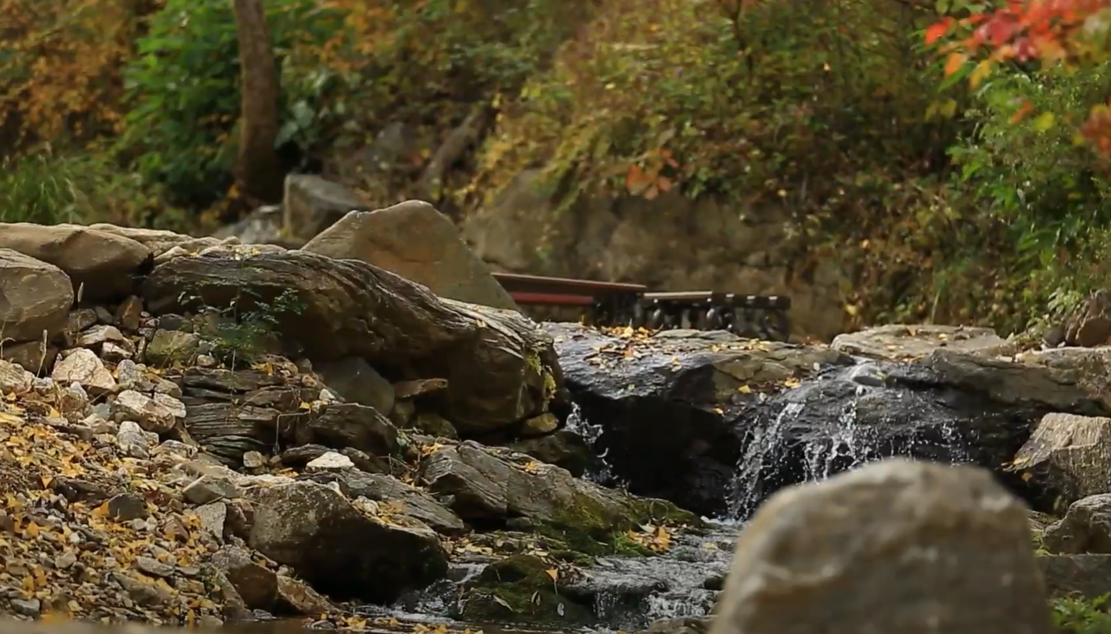 에버랜드 비밀의 은행나무 숲 예약 신청