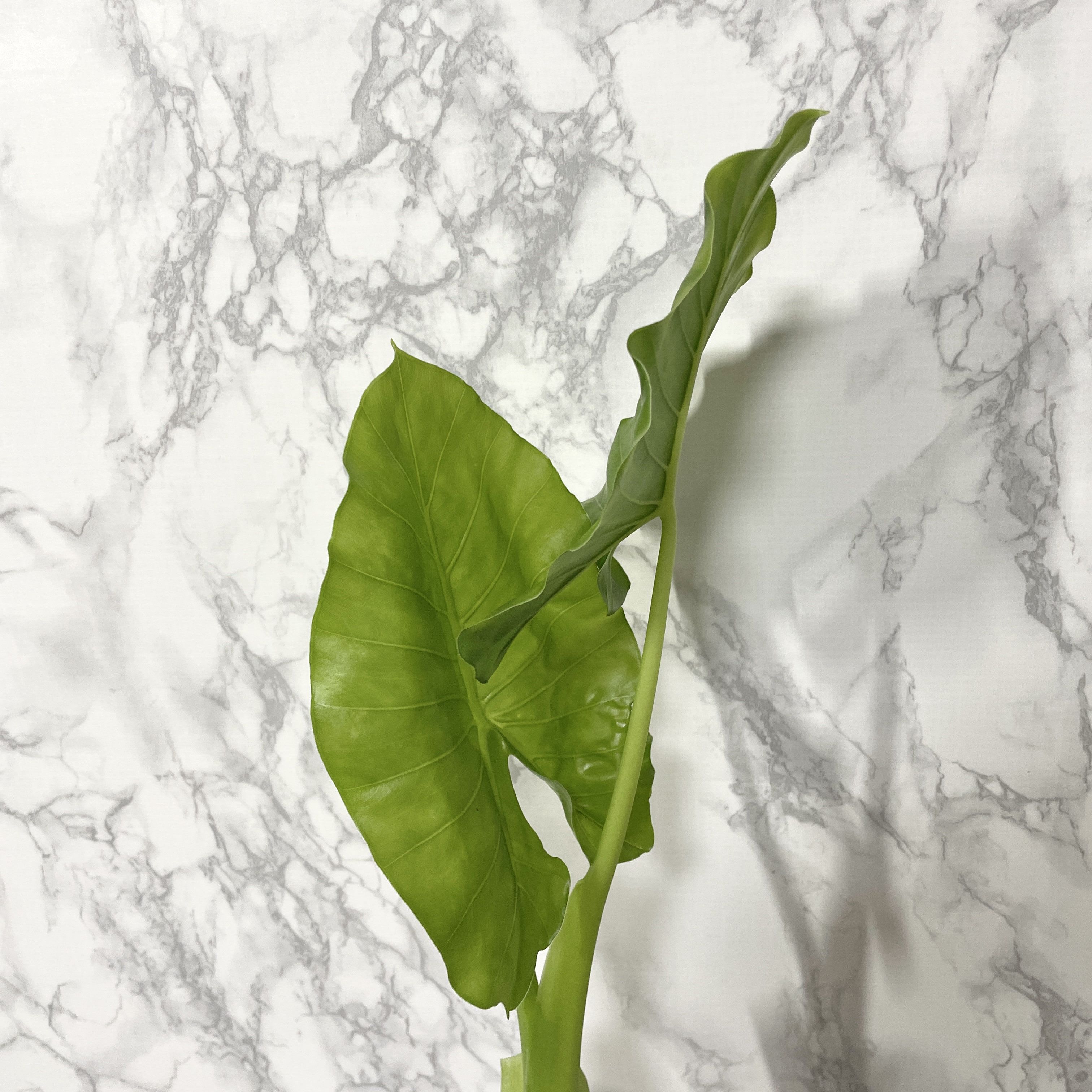 알로카시아 키우기, 종류, 번식, 꽃말