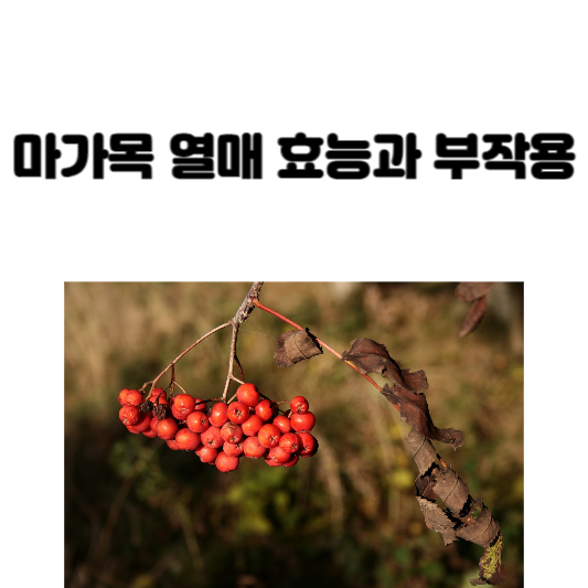 마가목 열매 효능과 부작용