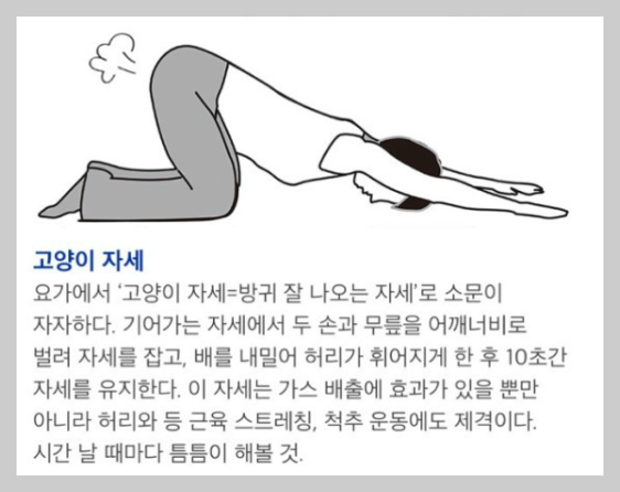 고양이 자세