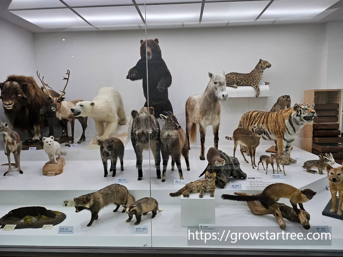 서대문자연사박물관 육상생물 모형