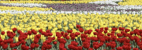 태안 코리아플라워파크 축제