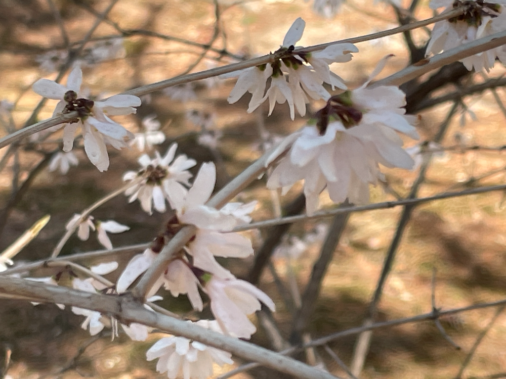 미선나무 수형1