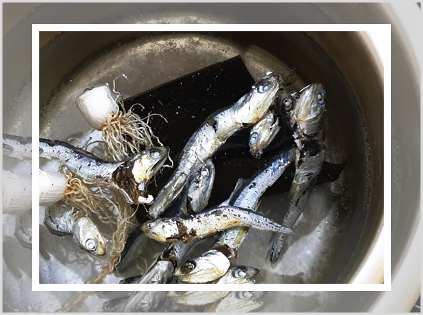 김치말이국수의 레시피를 안내하는 이미지이다. 김치와 김치국물, 멸치 육수를 이용해 김치말이국수를 만드는 과정이 담겨있다