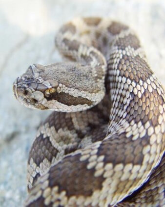 사막에서-위용을-떨친다는-얼룩갈색의-방울뱀