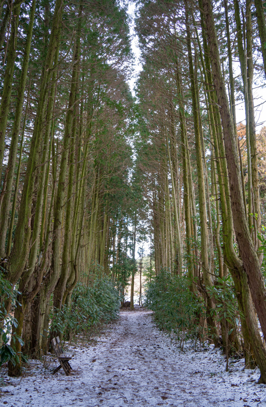 비밀의 숲 쌓인 눈