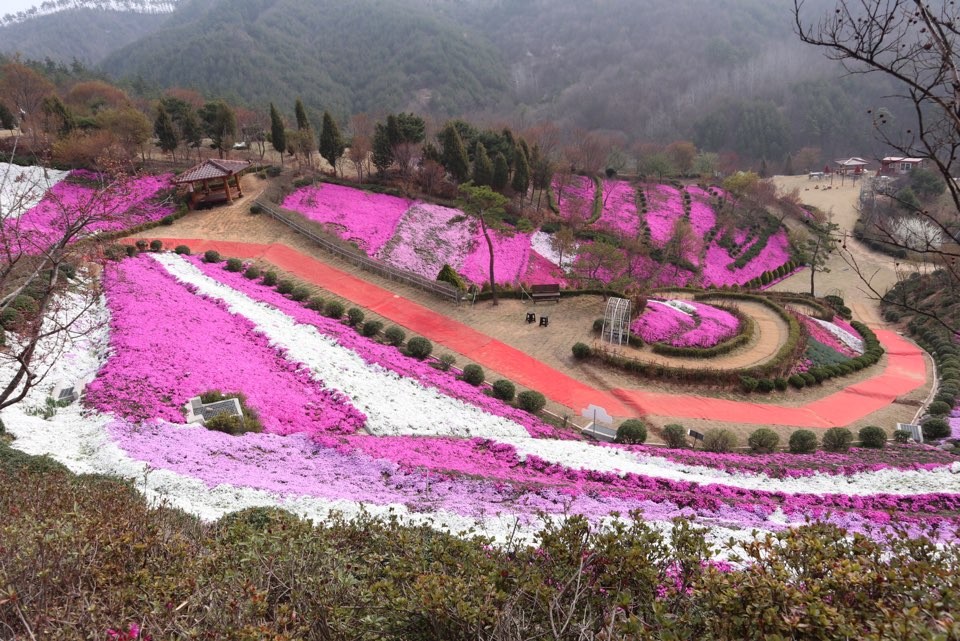 진안 꽃잔디동산