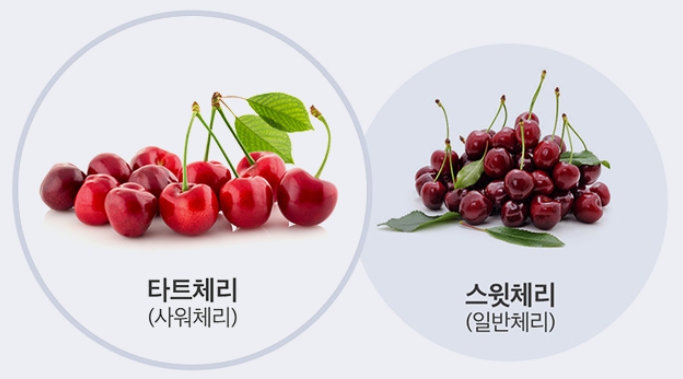 타트체리와 스윗체리를 비교한 사진으로 타트체리가 좀 더 붉은색을 띠고 있습니다.