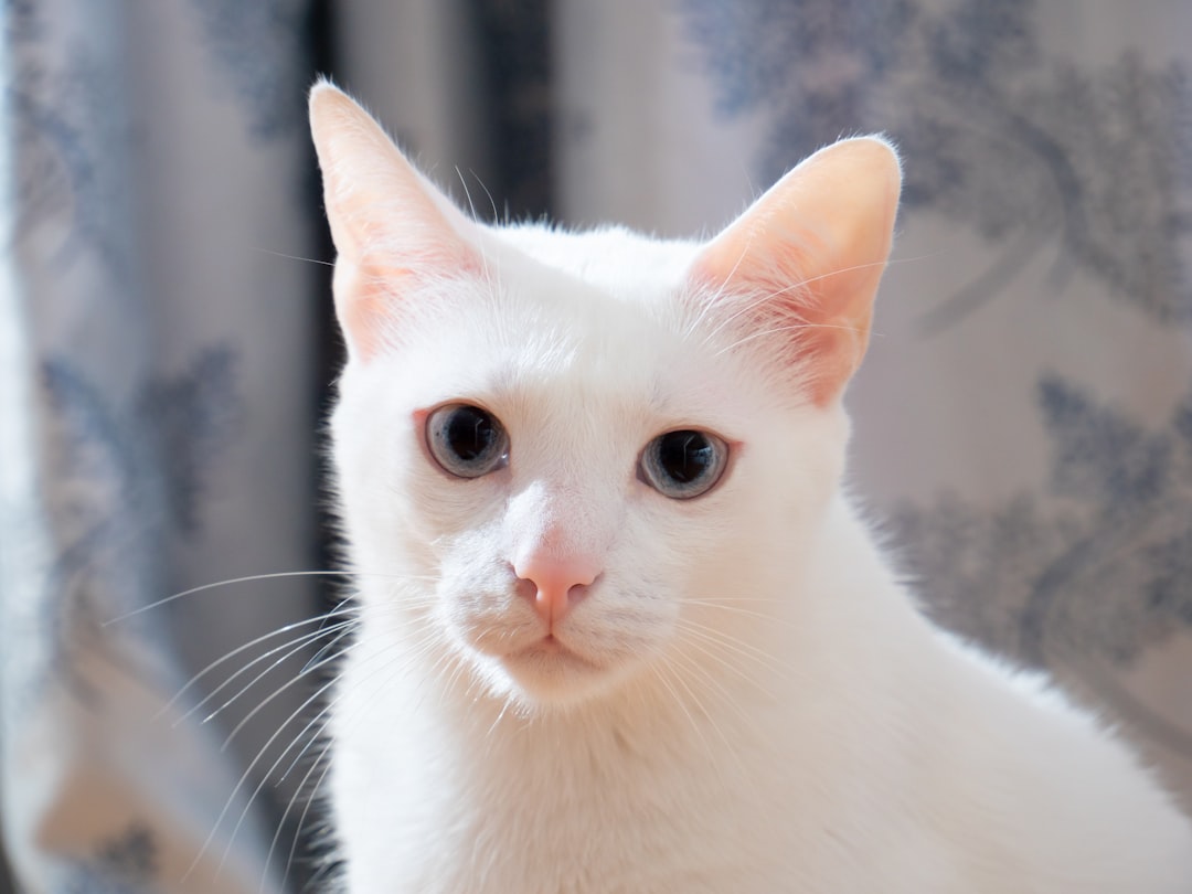 Puss