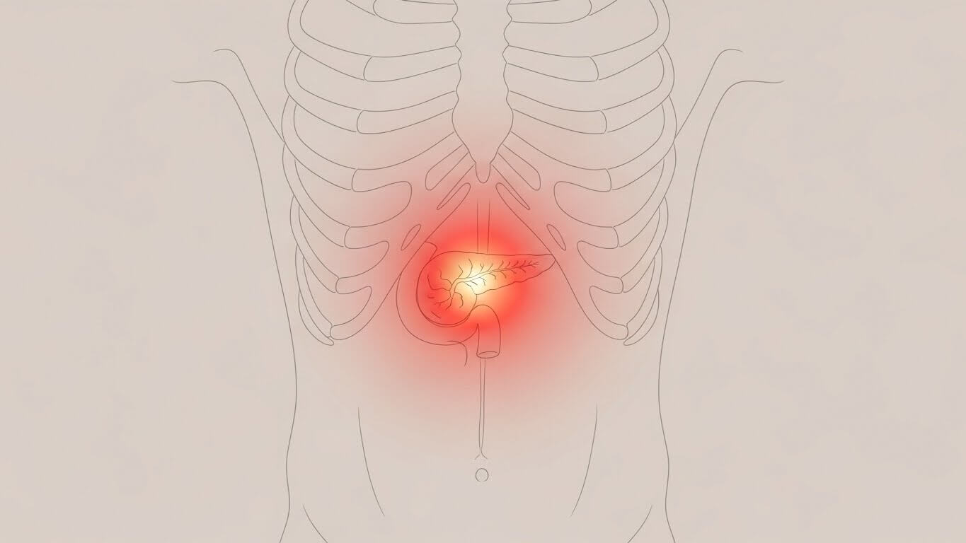 복부 중심의 췌장 위치를 붉은 빛으로 강조한 췌장염 통증 부위 해부학적 일러스트