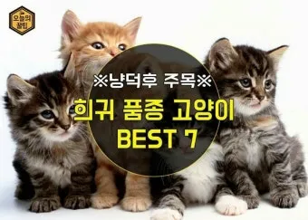 고양이 수명 평균 품종별 집고양이_8