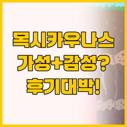 가성비와 감성 모두 잡은 목시 카우나..