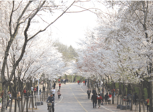 인천대공원벚꽃