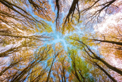 가을 단풍 명소 추천! 한국 & 해외 단풍 여행지