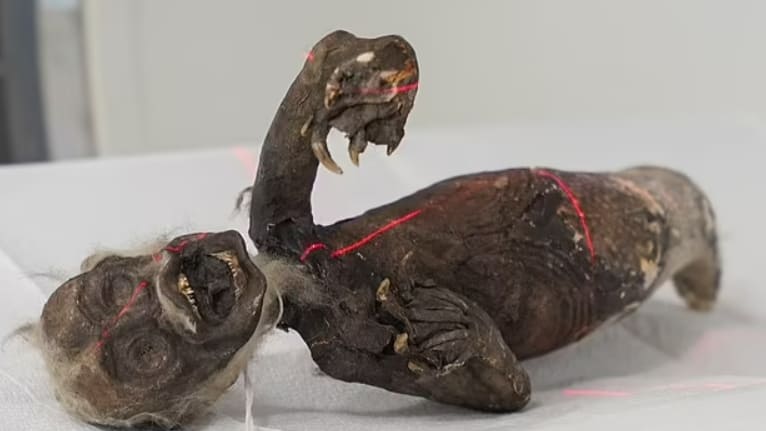 일본에서 발견된 '피지 인어'의 신비를 밝혀내다 VIDEO: Unravelling the mystery of the 'Fiji Mermaid'...