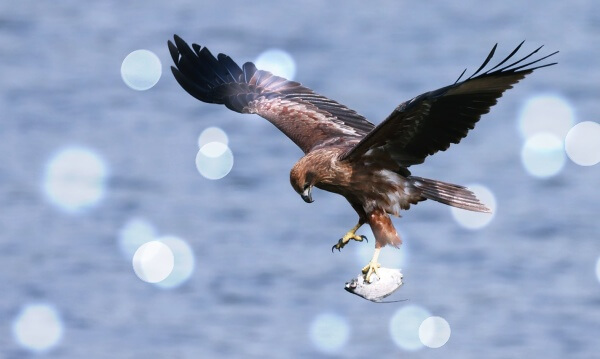 먹잇감을-사냥하는-독수리