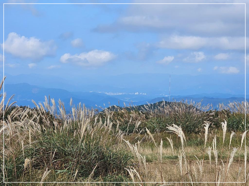 황매산국립공원 억새 이미지/ 출처: 황매산국립공원 홈페이지