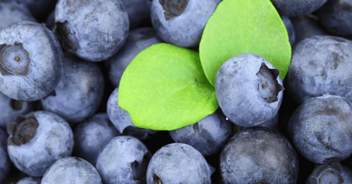 피를 맑게 해주는 음식 사진 - 블루베리