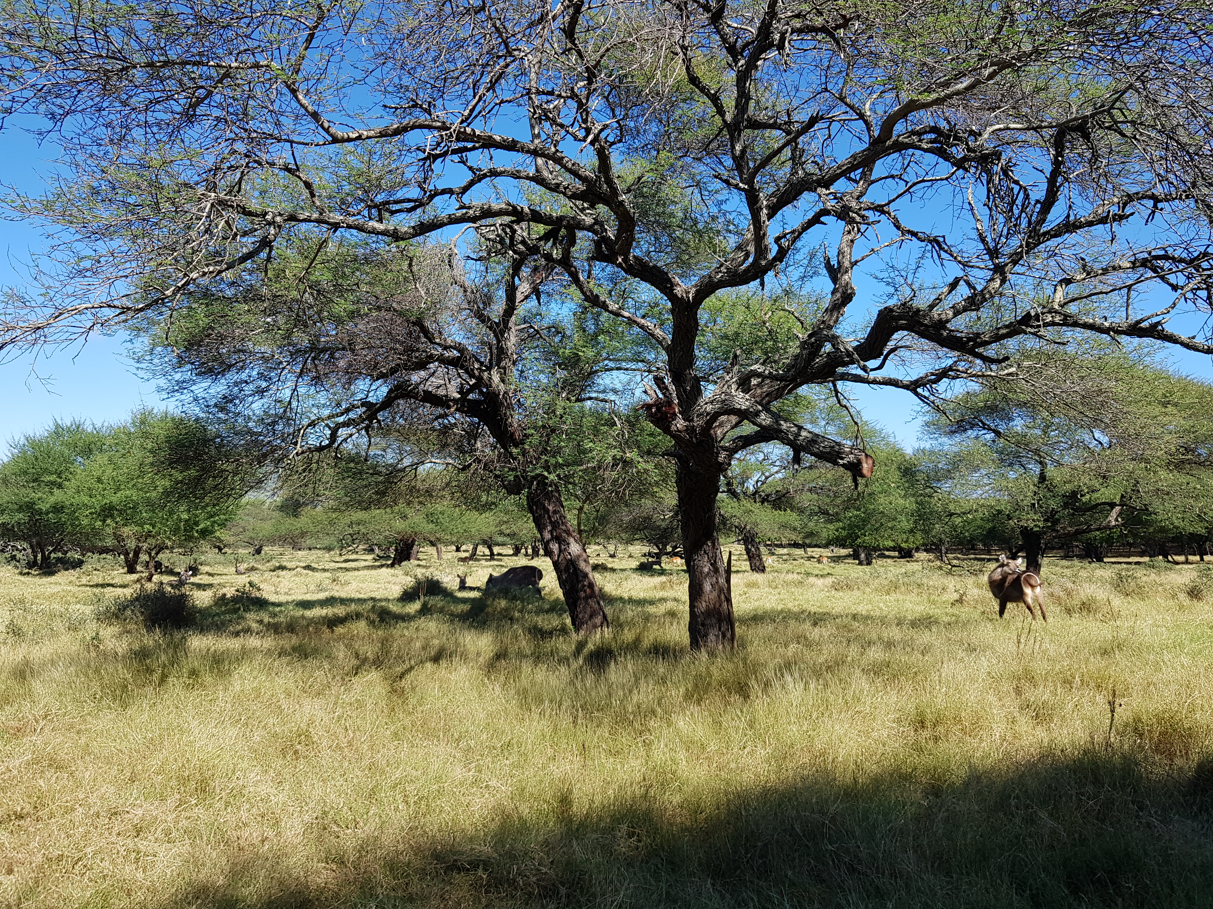 세렝게티는 그 기억을 넘어 자연의 원형을 보여주는 공간이다