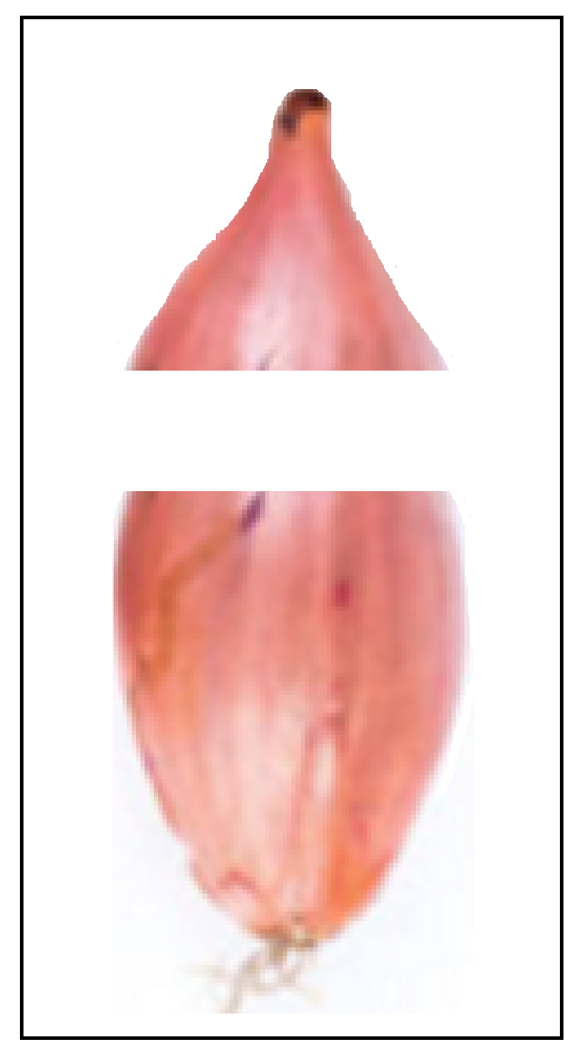 쪽파 종구 자르는 방법