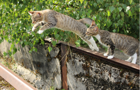 고양이가 집사를 ‘구조’한 이야기들