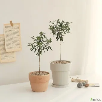 올리브 나무 키우는법 5가지 치명적 실수와 해결책 총정리를 안내_15