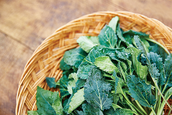 취나물 효능 및 부작용