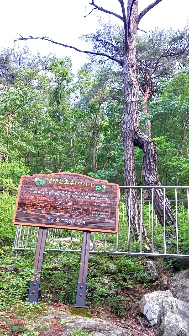 괴산 사랑산 천연보호수 연리목